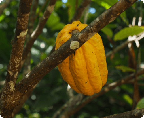 Empower sustainable agroforestry in Affrica